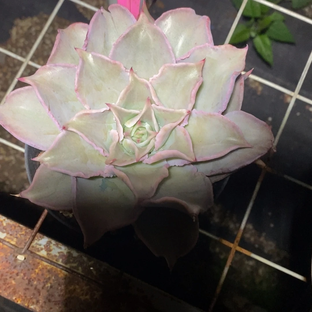 x023-多肉植物 饺子皮