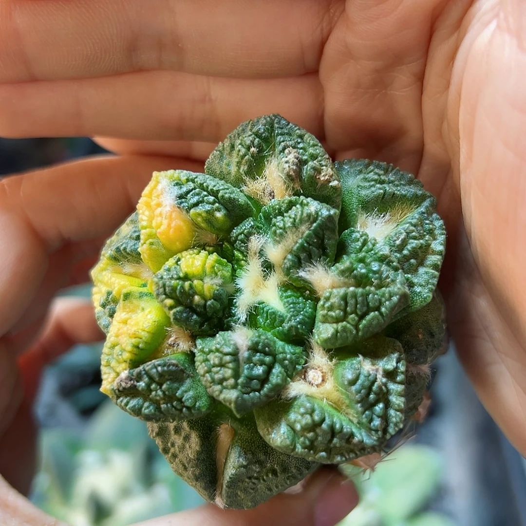 5号龟甲牡丹锦草球5.7公分