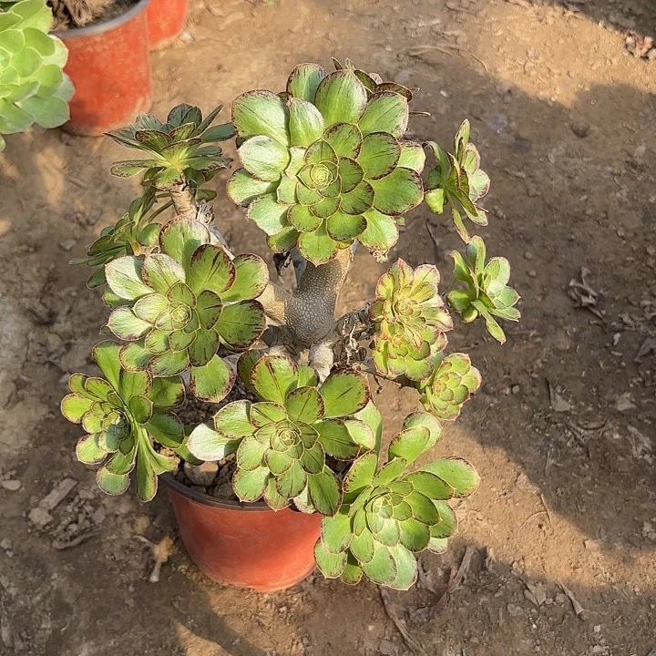 多肉植物法师微锦42