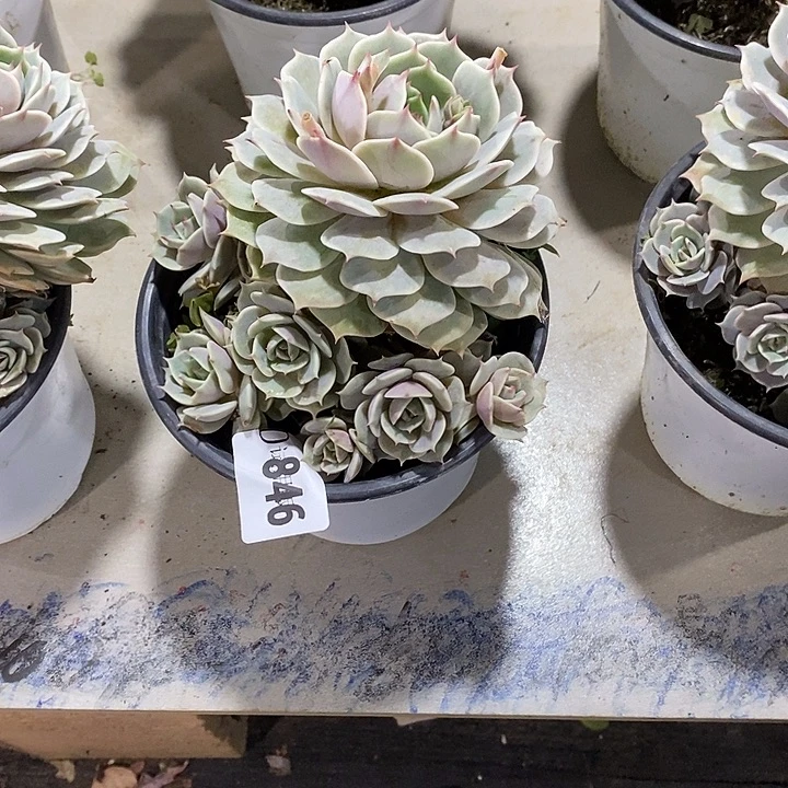 王****846露娜莲多肉植物多肉