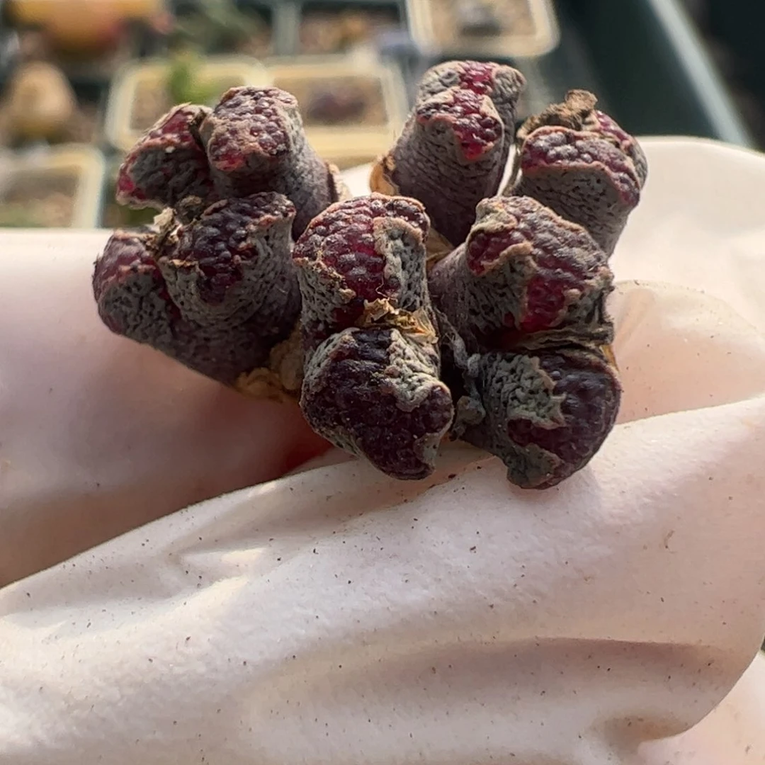 719 好看的多肉冲冲冲