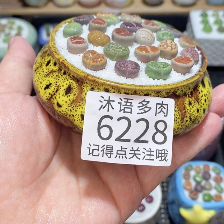 带盆土发货 精美盆栽6228