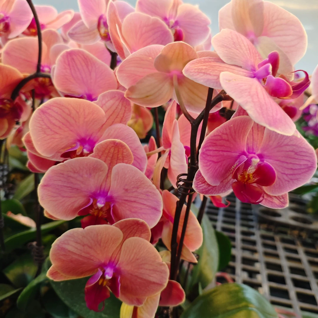 A10【小橘灯】欧品高端蝴蝶兰室内花卉