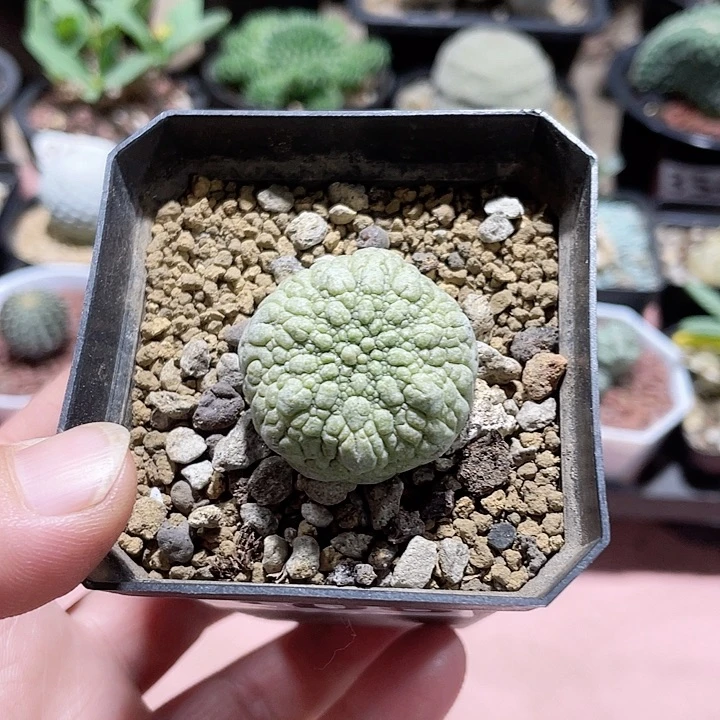 106凝提玉仙人球