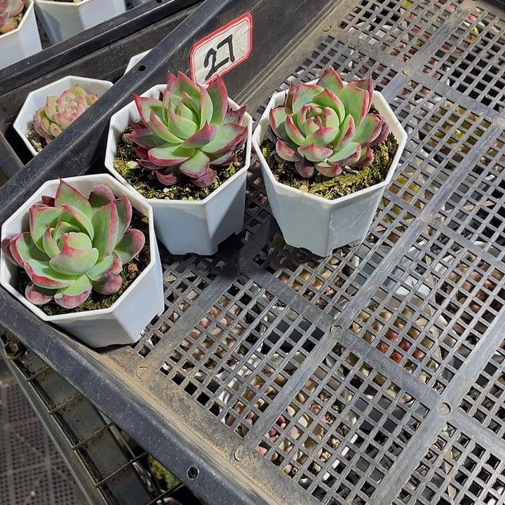 A***儿27号筐带盆土发货