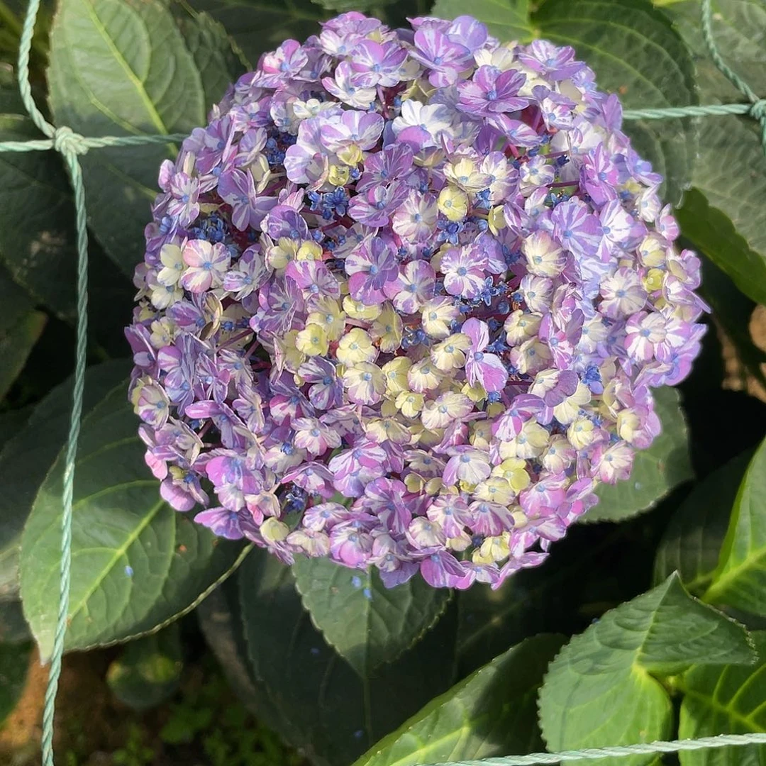 绣球切花一物一拍3枝起包邮，12