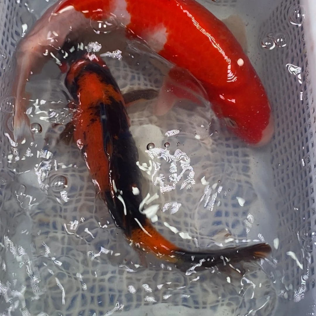 锦鲤锦鲤（无开箱视频不售后）
