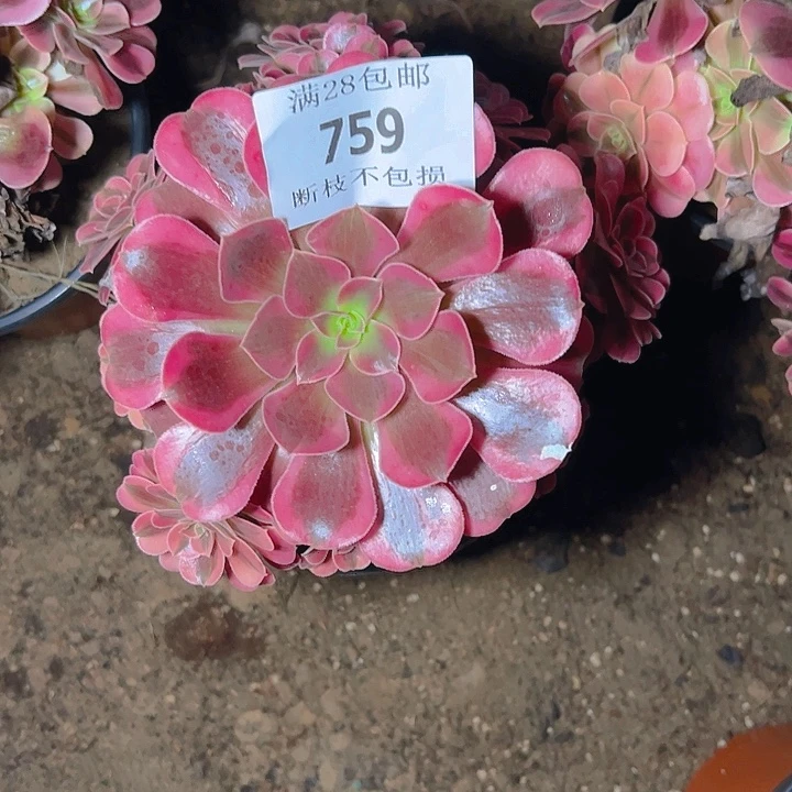 一***洲759美杜莎多肉植物