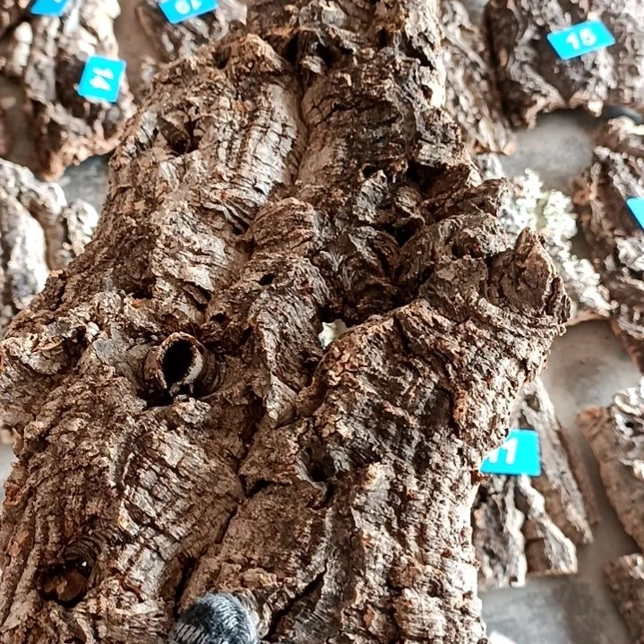 木一物一拍一物一发