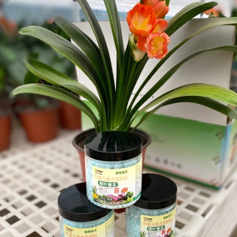 君子兰水溶肥促花养花绿植生长