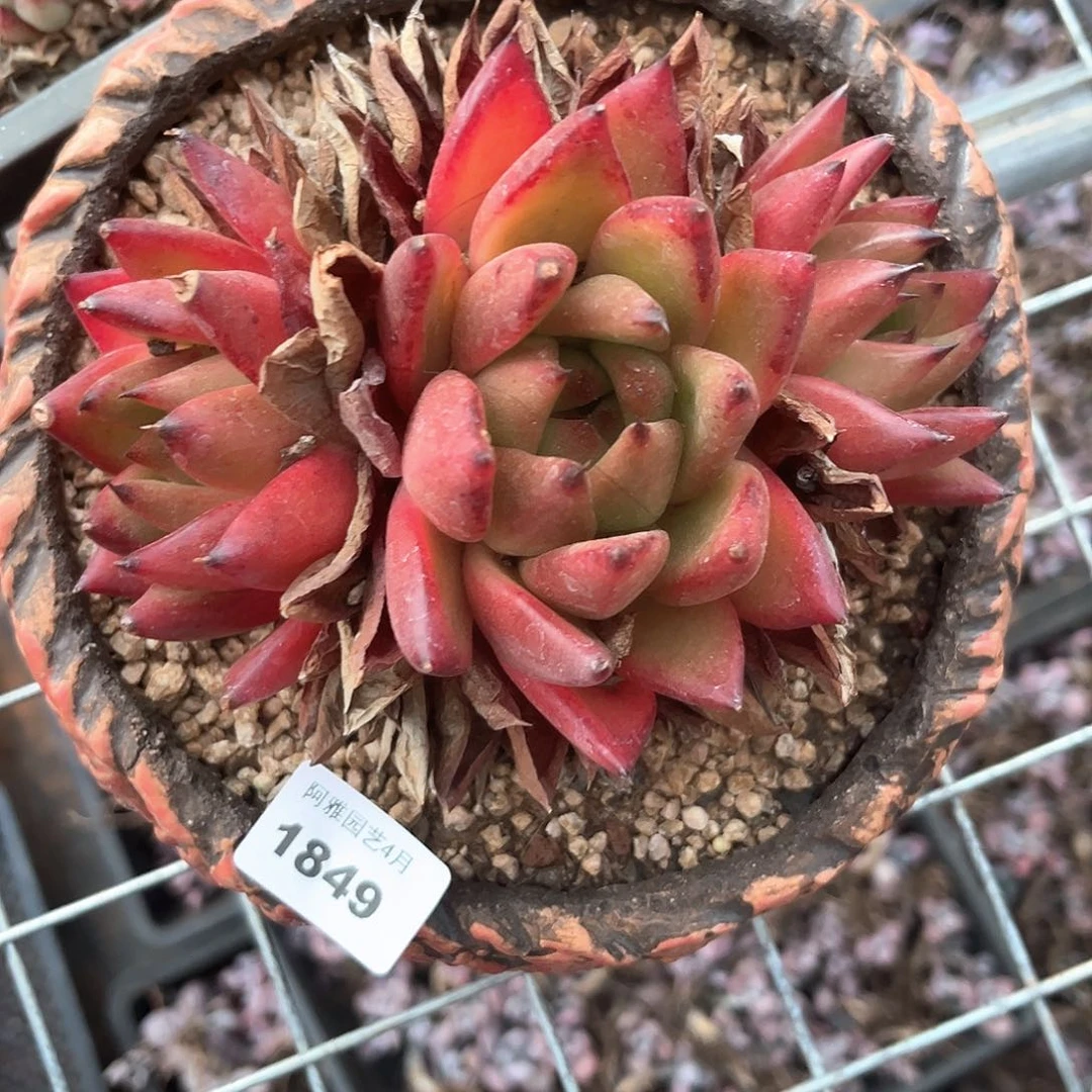 阿雅园艺。    1849