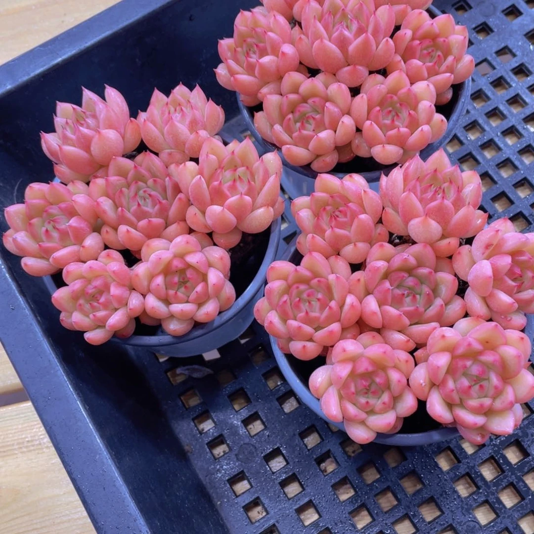 量拍130号 海晴珍妮组合7个