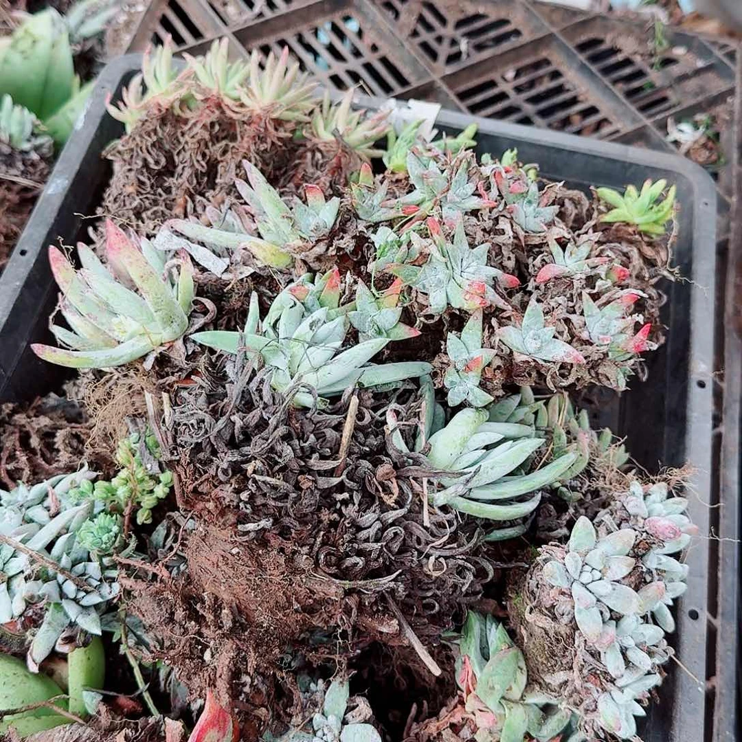 9698瑕疵框拍不售后