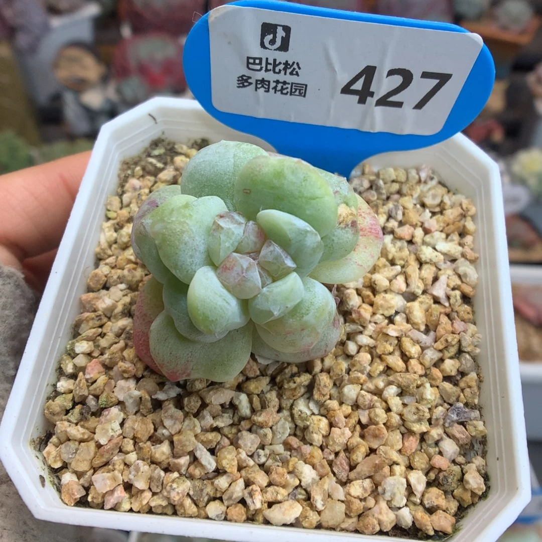 427叠叶冰玉石化多肉