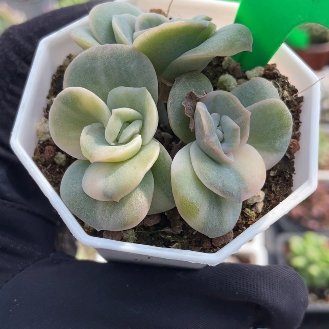 931可爱玫瑰锦多肉植物
