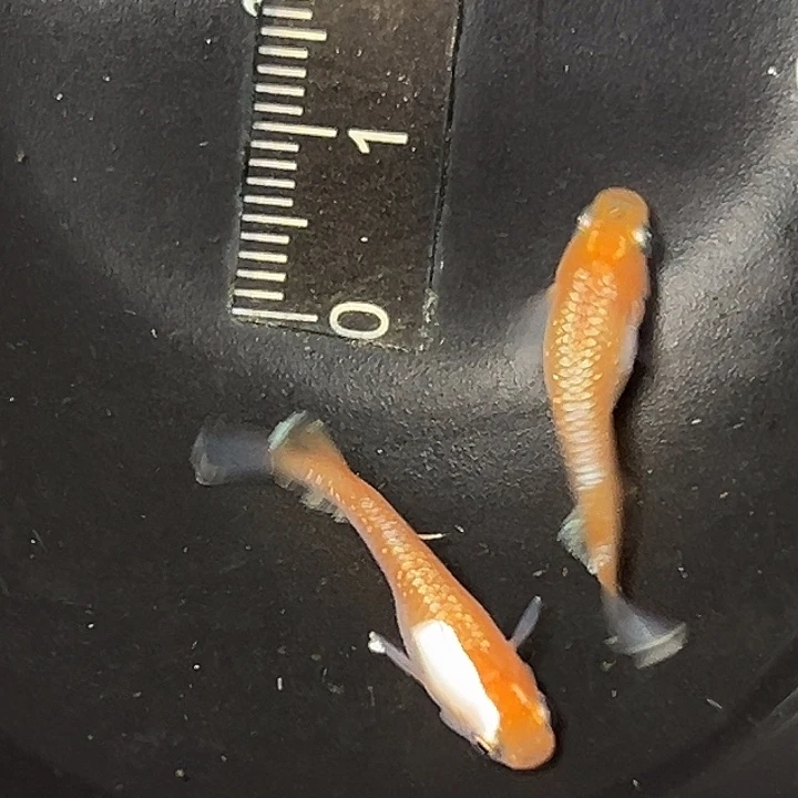 青鳉鱼林血赤壁一组24