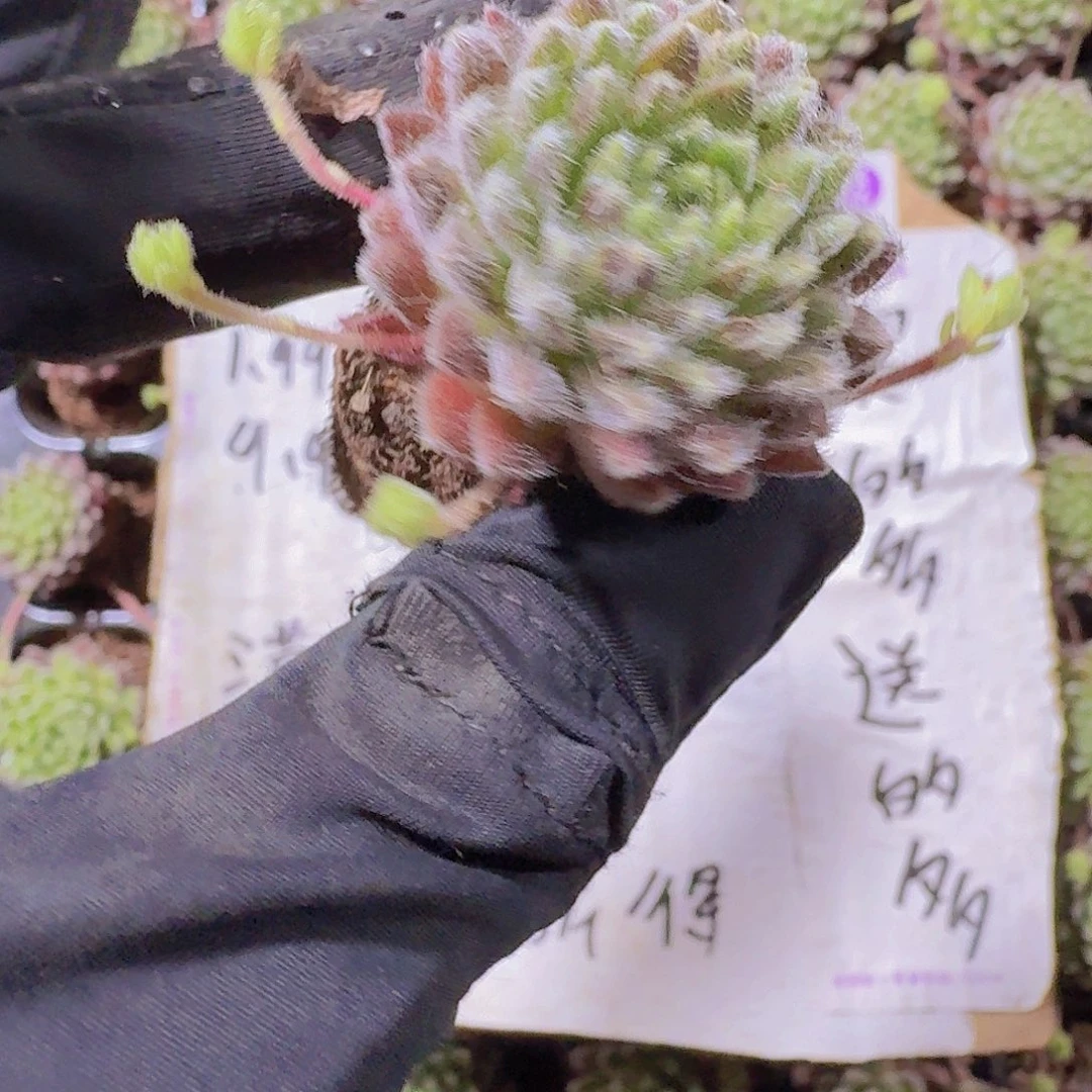 精品优雅两颗一组