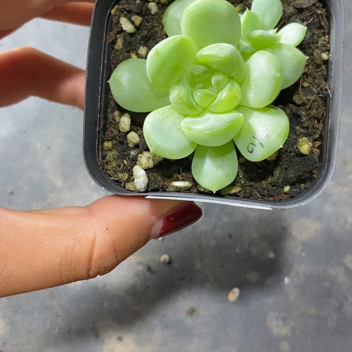 标签267甜心一个多肉