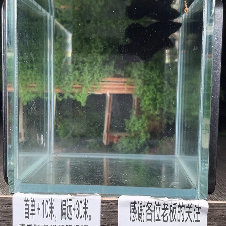 斗鱼活体不退不换谢谢