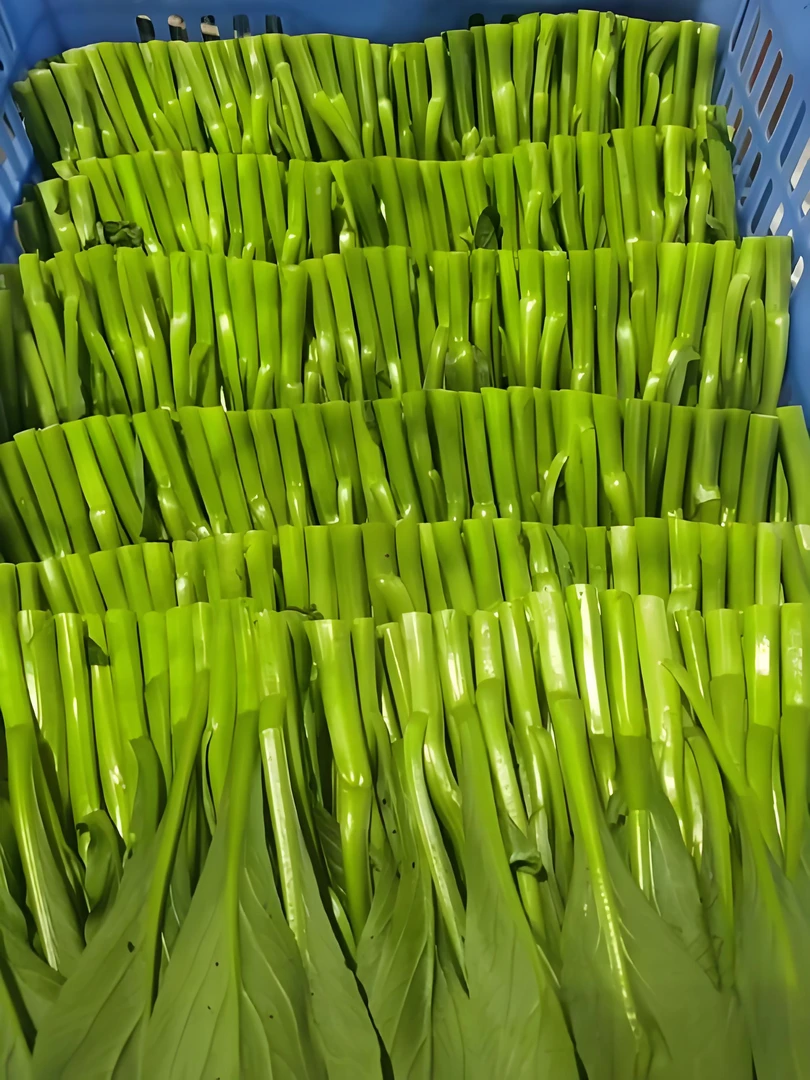 广东直发菜心（专供香港）350±50g