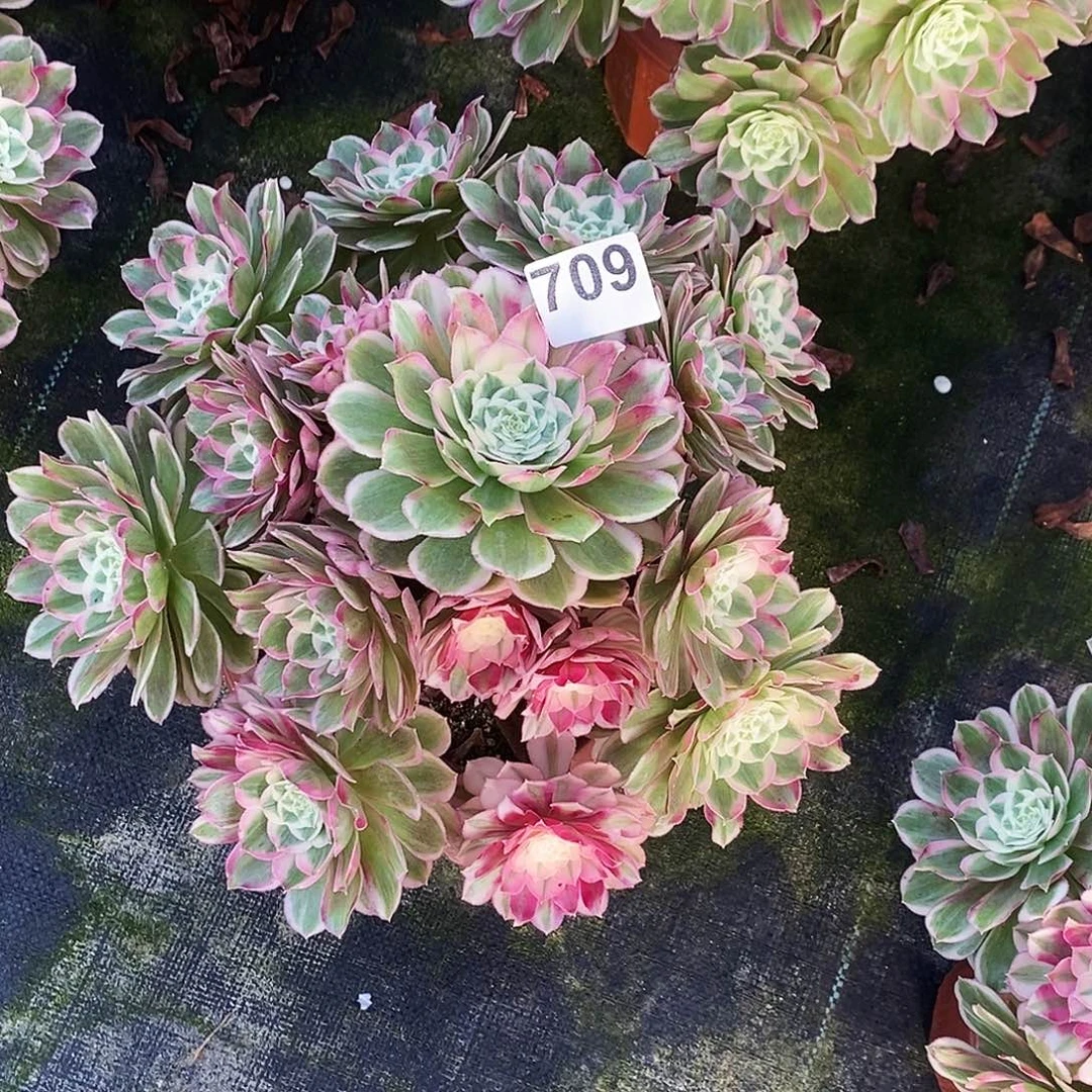 709孔雀翎冠服30公分以上