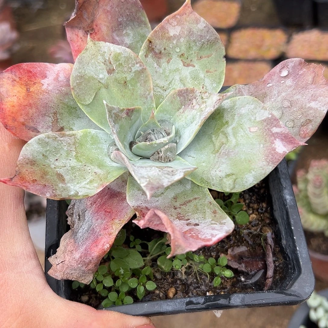 多肉植物雪山仙女杯