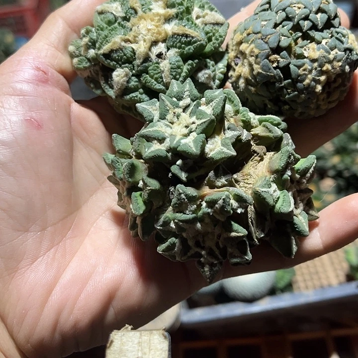 窗***风苗接落地牡丹三颗