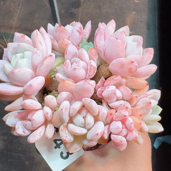 冷香群生         精控精养多肉植物