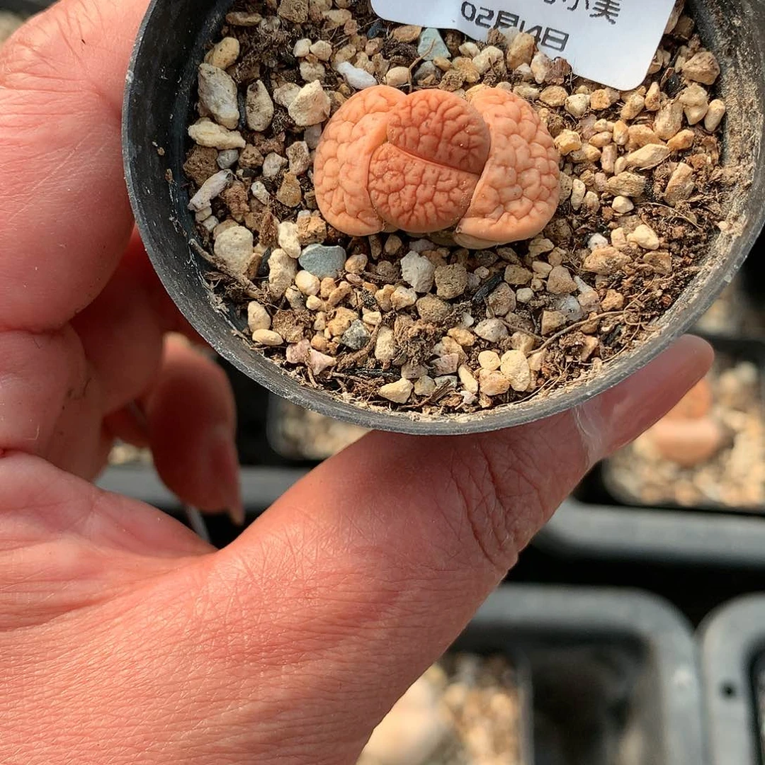 K455多肉植物保护研究所