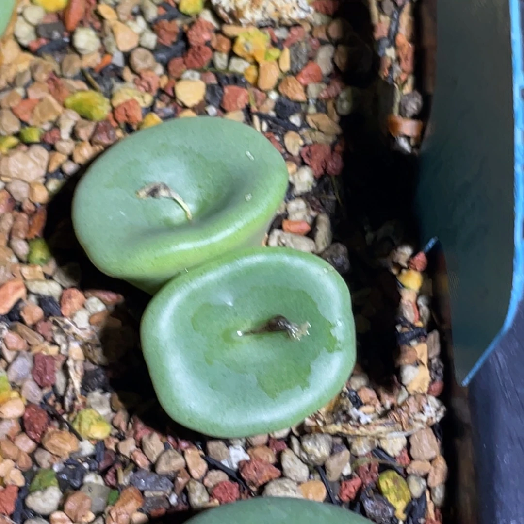 双头酒杯植物一物一拍