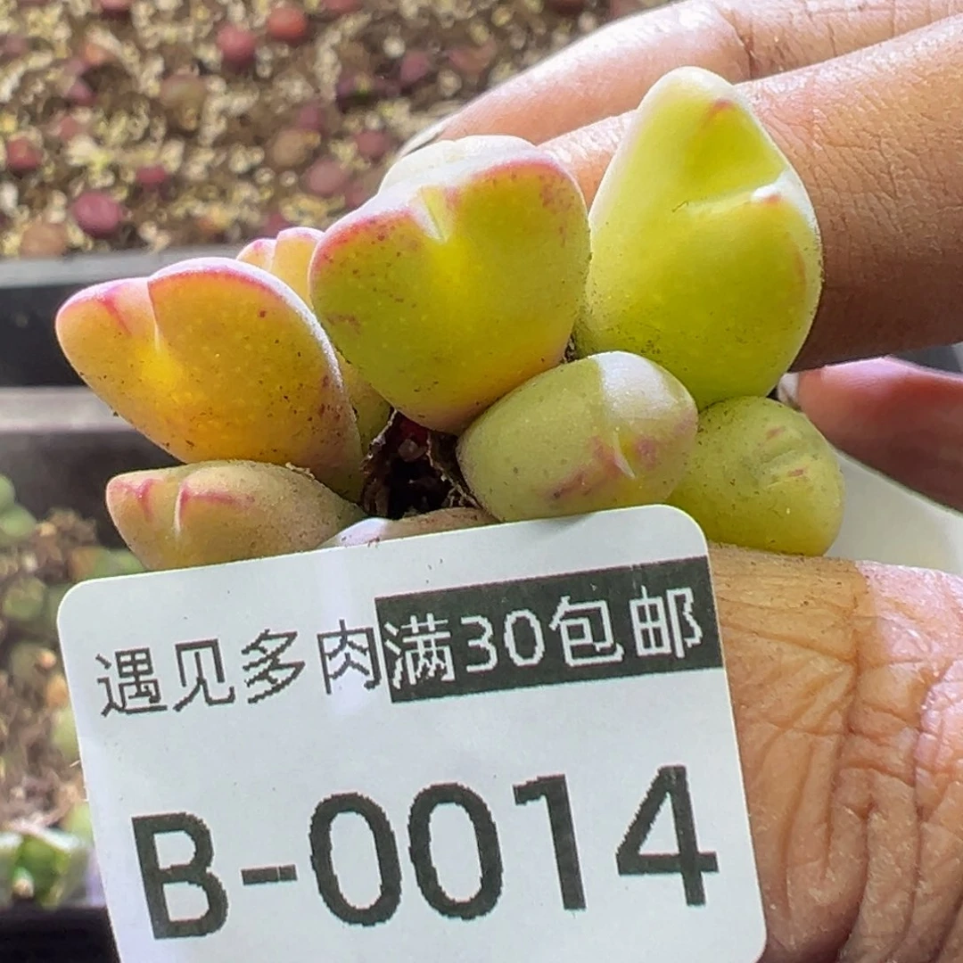 多肉植物111111111111111