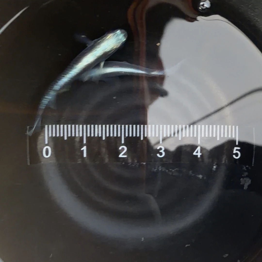 青鳉鱼观背青鳉25