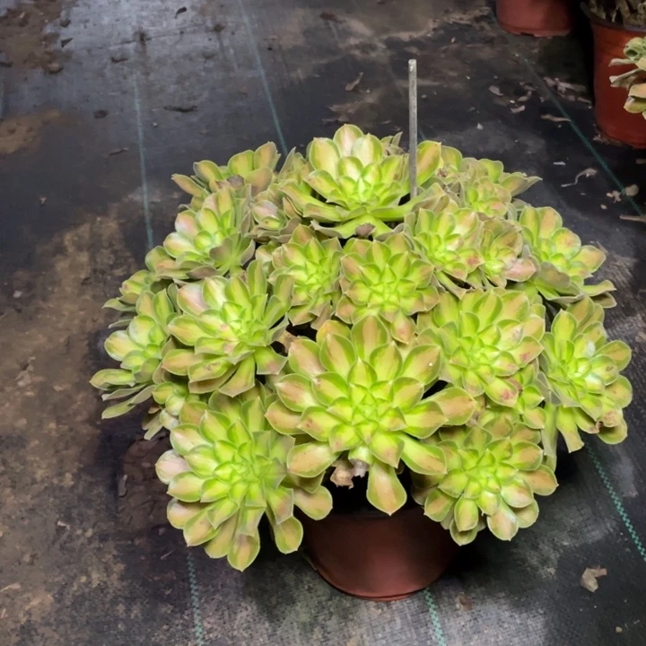 32多肉植物多肉多肉