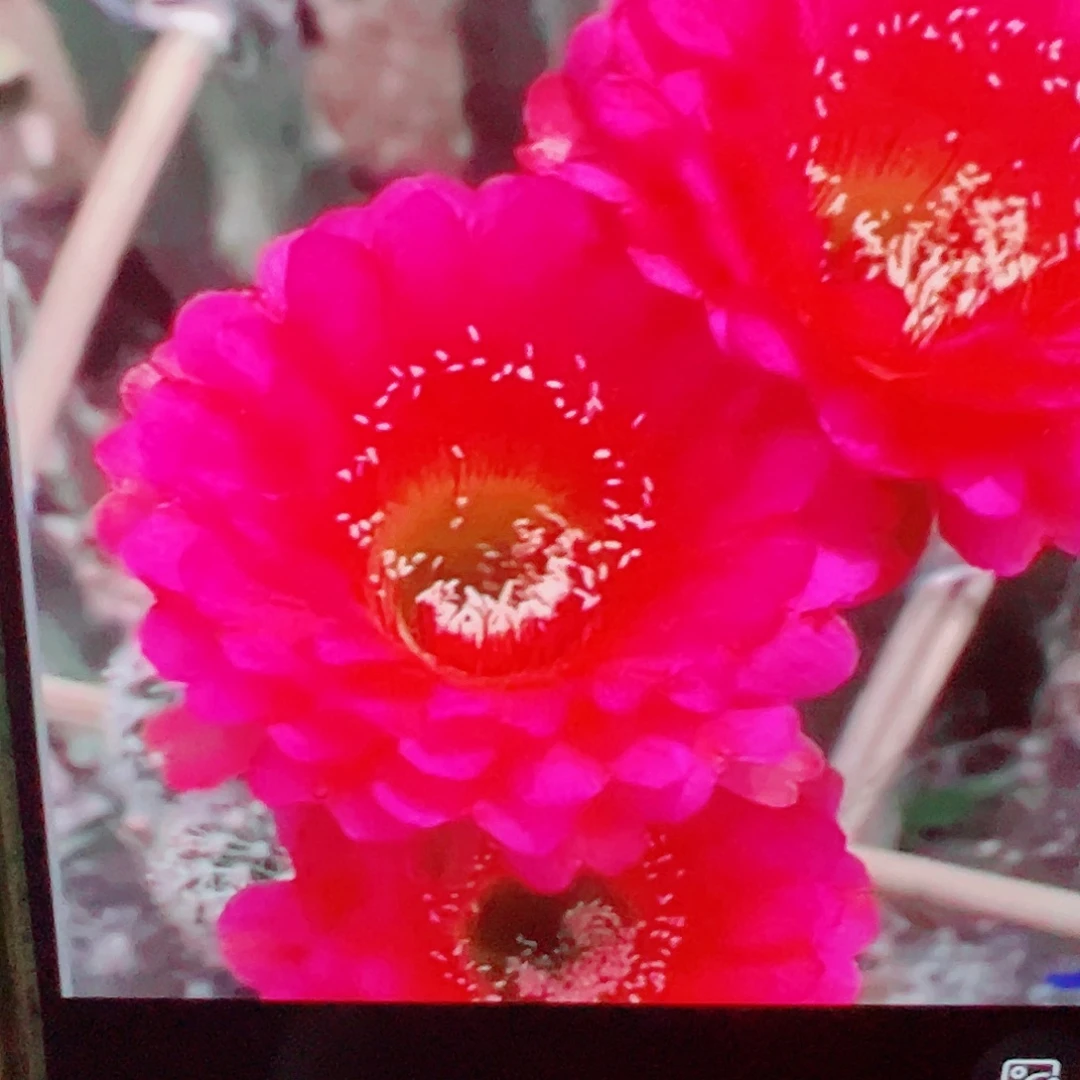 彩草 中国心侧芽 满20包邮