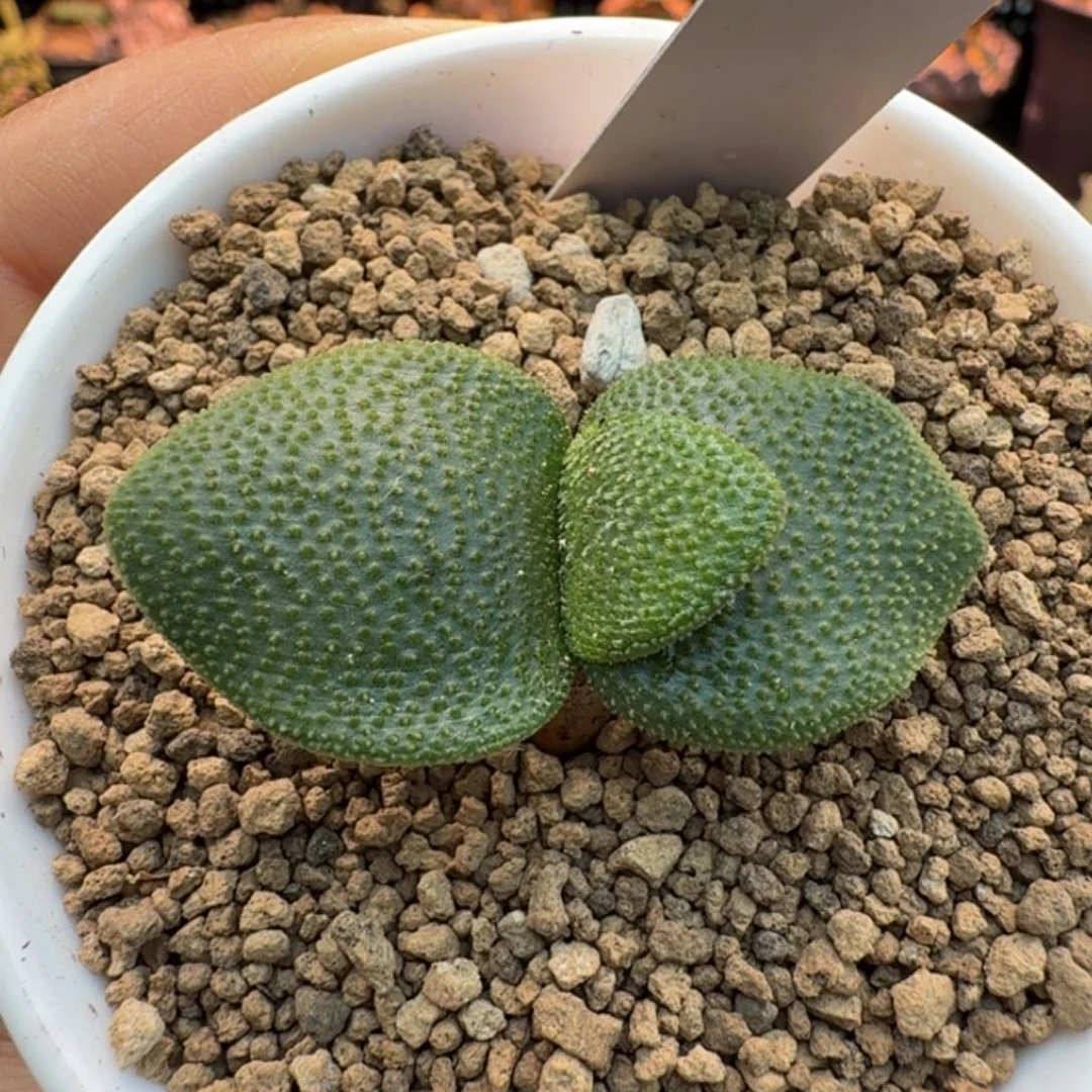 钢锉灯台百合132 仙人掌