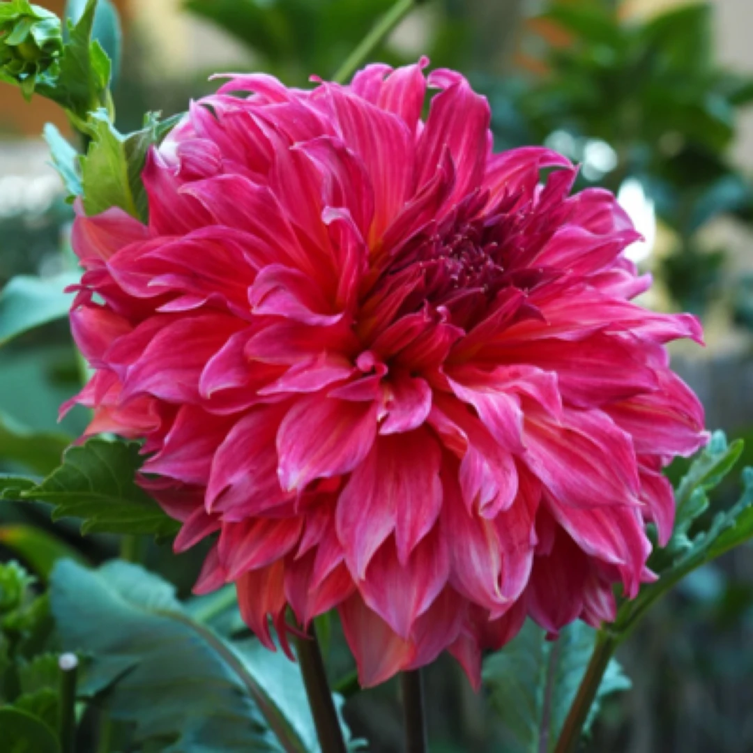 （岛民）进口大丽花种球