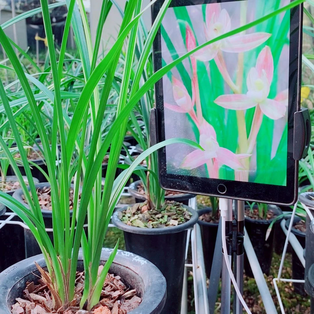 当前无花栽培后可以开花