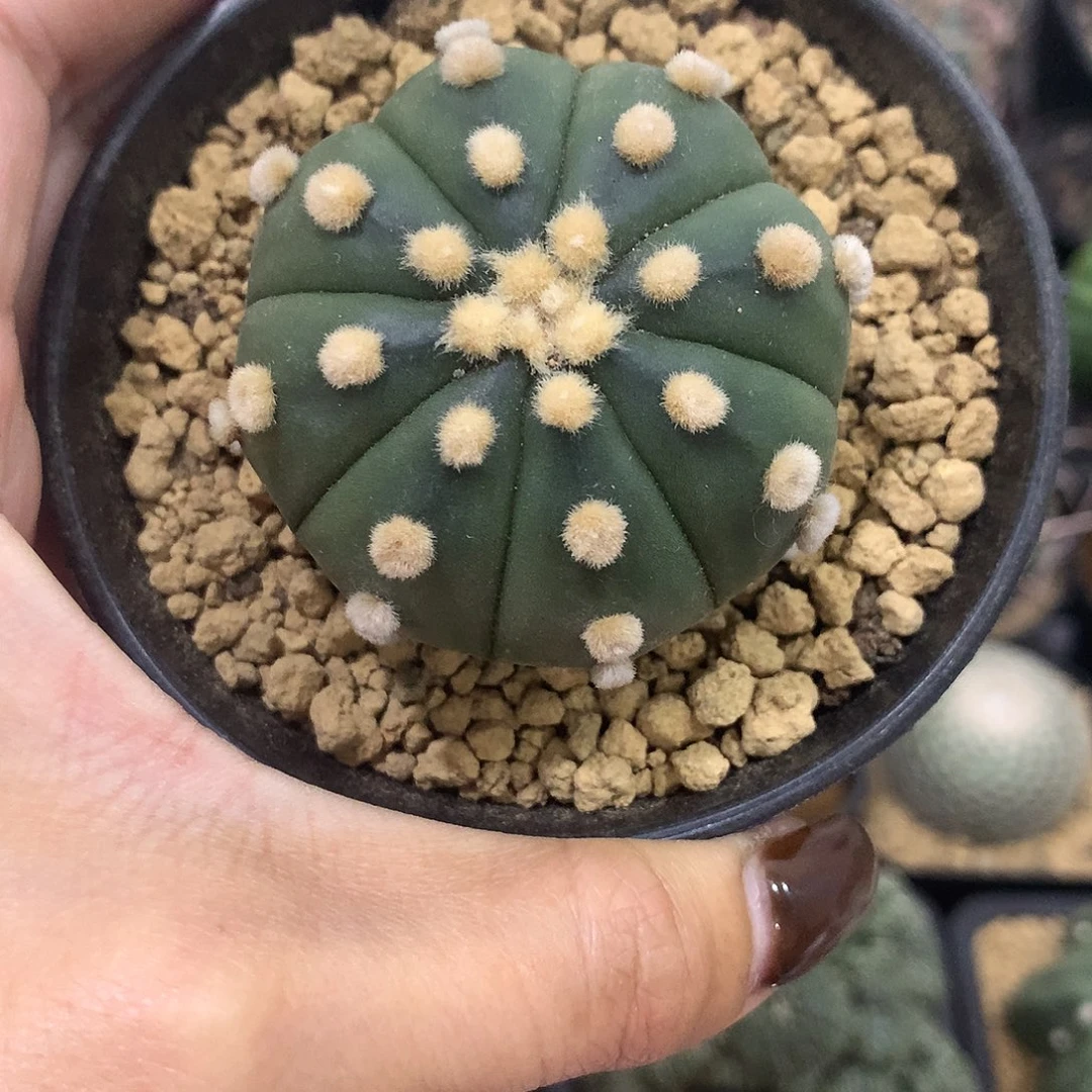 实生根大尤连线兜