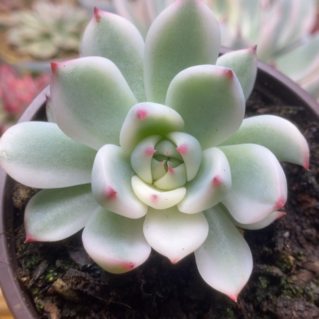 052啦啦啦啦啦啦啦