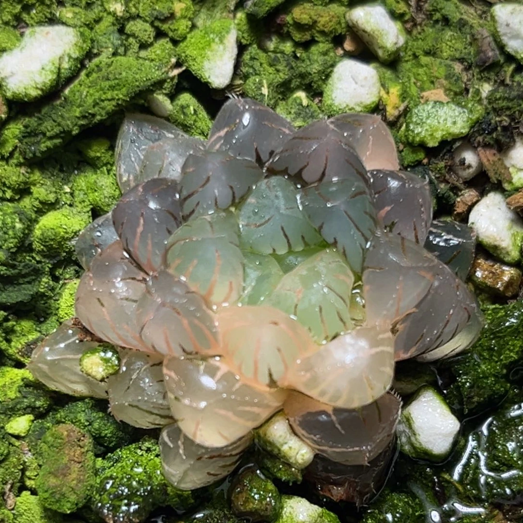 恭喜发财大吉大利0261