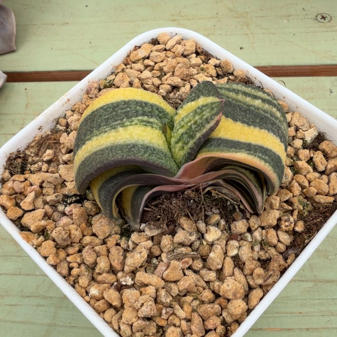 蜗牛锦锦上园艺一物一拍