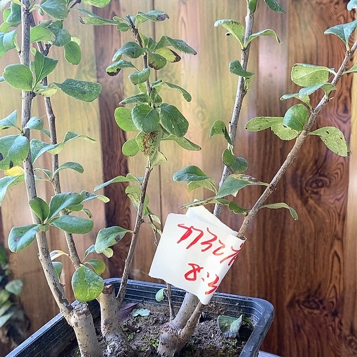 海棠品种一物一拍