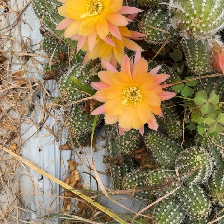 矮胖白檀366侧芽一个