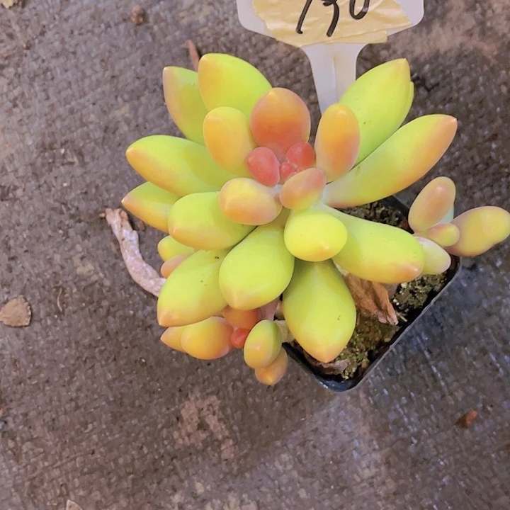 陈***丫芒果奶00000000790