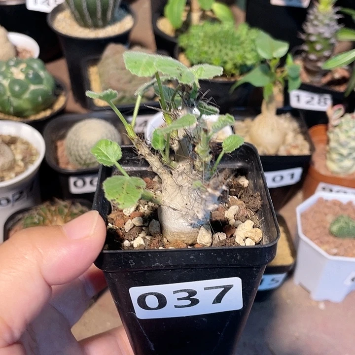 037索马里白皮麻风树