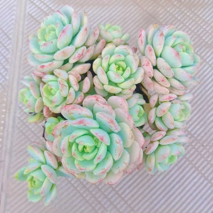 【香草】黄大锤多肉阳台露台植物栽种养护
