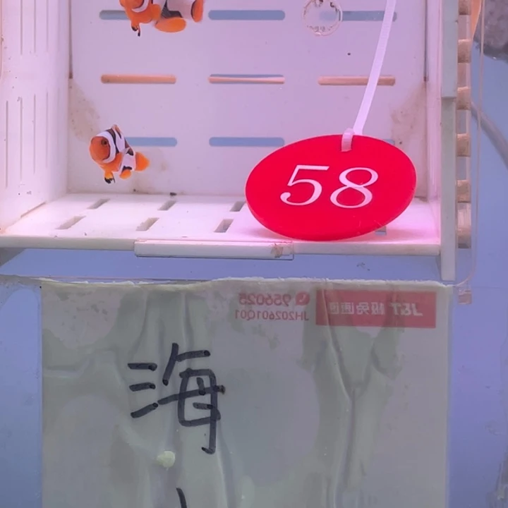 热带海域2-5公毕加索2条2.一3