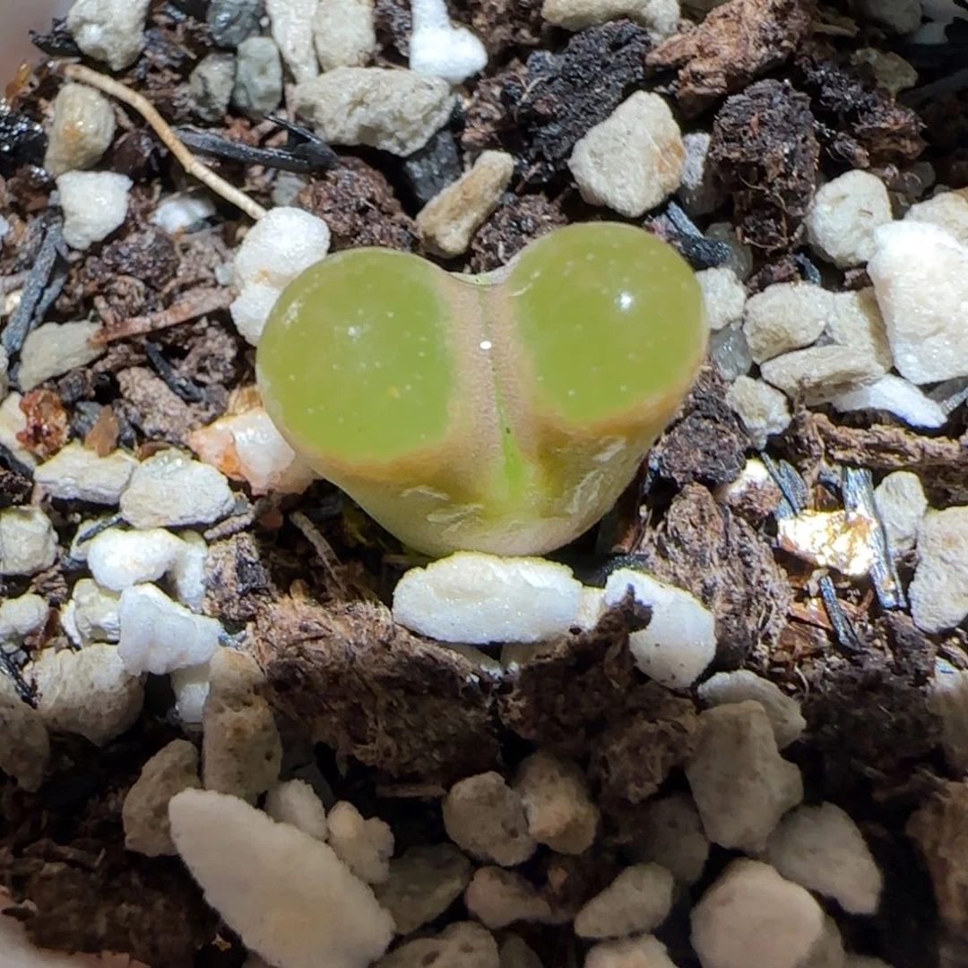 肉锥多肉植物百科-磁铁361