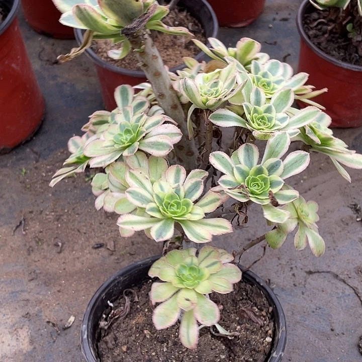 71白兰地杆子弯多肉植物法师