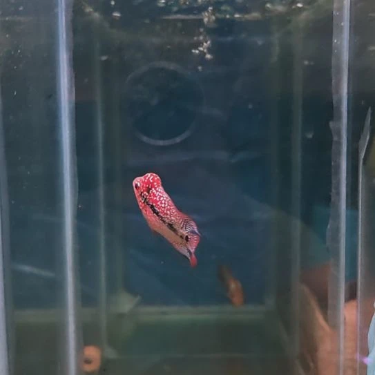罗汉鱼捡漏罗汉鱼！！！！！